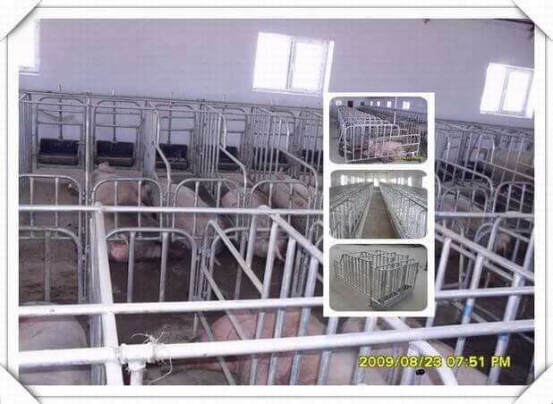 pig_gestation_crates