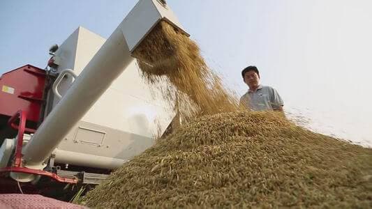 grain umloading