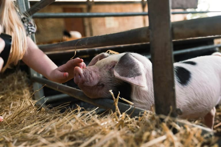 Pig Farming Equipment