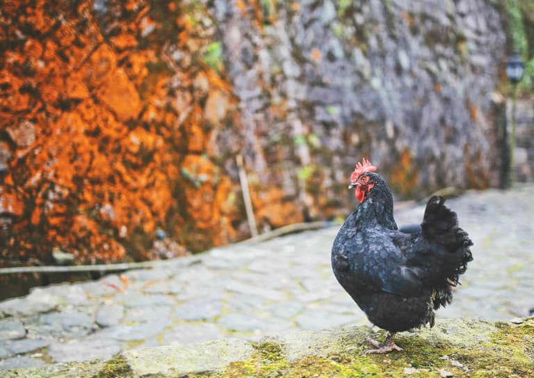 Chicken Farming Equipment
