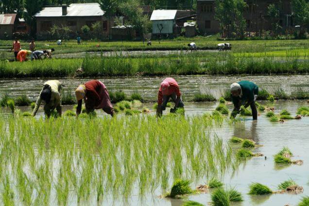 manual paddy planting