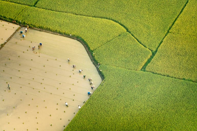 paddy planting