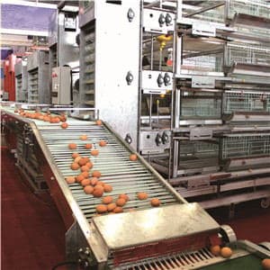 egg grading machine