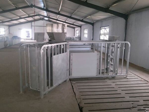 automatic management system of sows