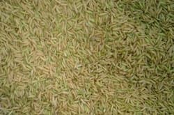 paddy harvesting
