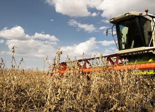 harvesting soybean field combine harvester working