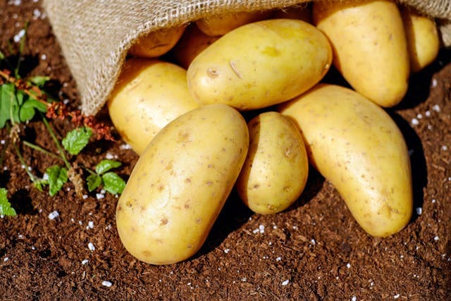 potato_harvester_can_be_used_for_carrots_cassave