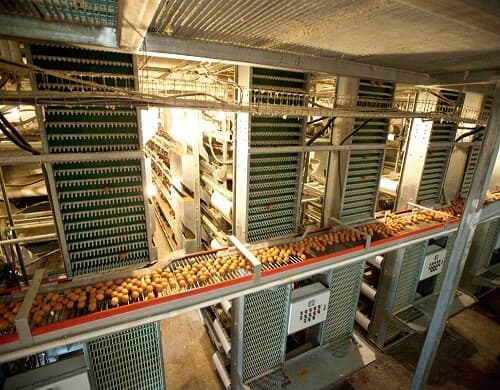 The central egg conveying