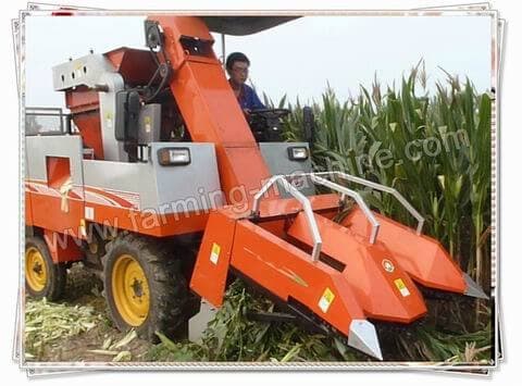 corn harvesting