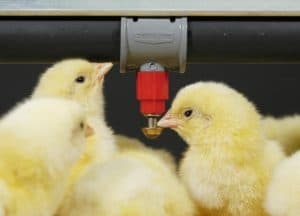 baby chicken drinking system