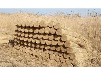 reed bundle