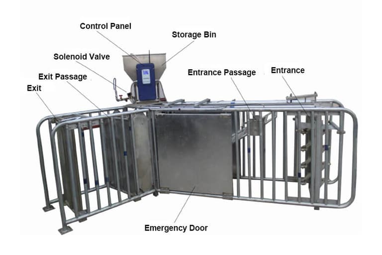 Automatic Feeding System of Sows