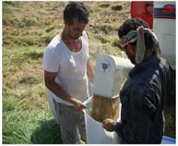 paddy harvesting result