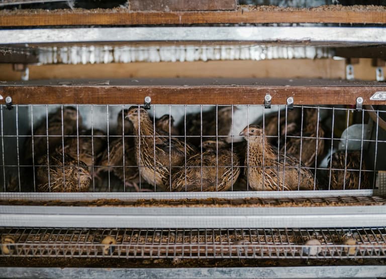 Livestock Machinery