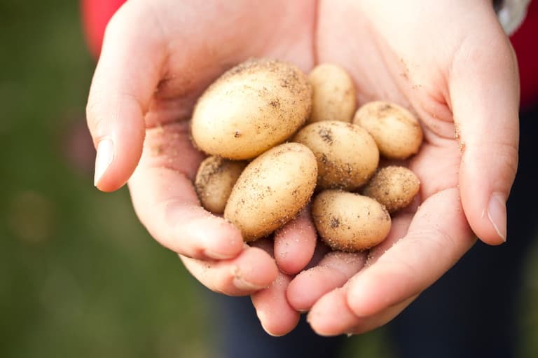 Potato Planter machine