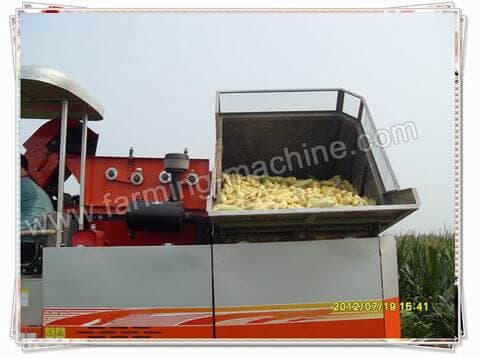 corn harvesting